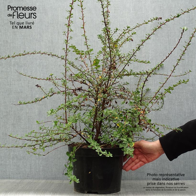 Example of Escallonia Donard Seedling Vaso da 7,5L/10L as you get in printemps