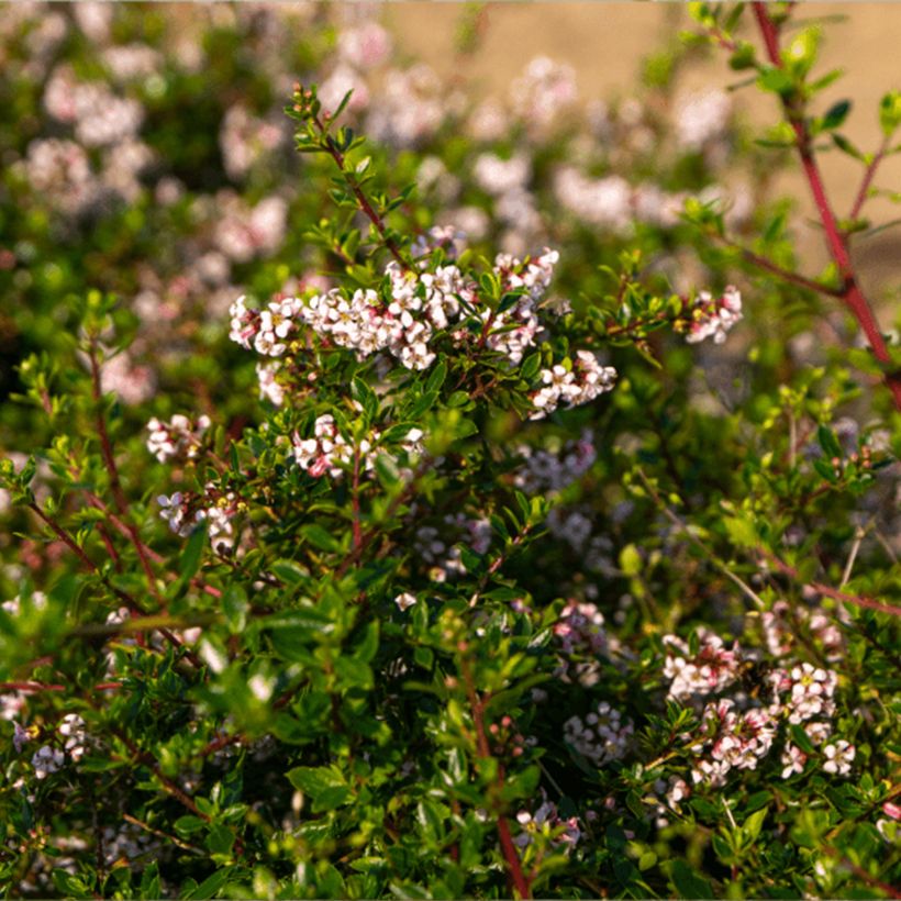 Escallonia Pinky Carpet (Foliage)