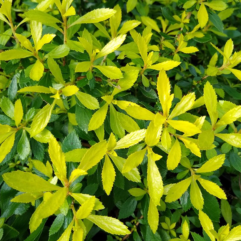 Escallonia Golden Carpet (Fogliame)