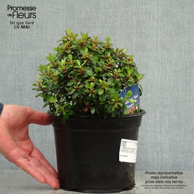 Example of Escallonia Red Dream Vaso da 2L/3L as you get in printemps