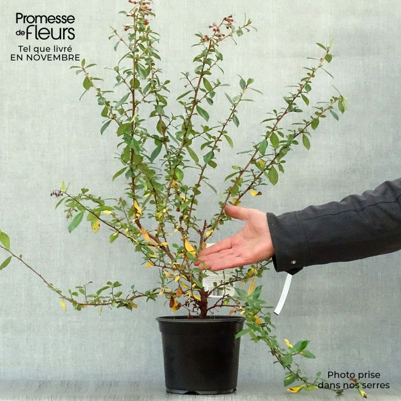 Esemplare di Escallonia rubra var. Macrantha Crimson Spire Vaso da 2L/3L come consegnato in autunno