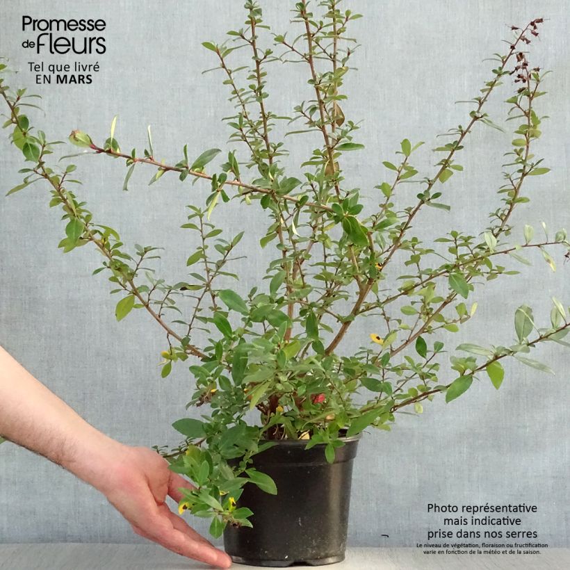 Example of Escallonia rubra var. Macrantha Crimson Spire Vaso da 2L/3L as you get in printemps