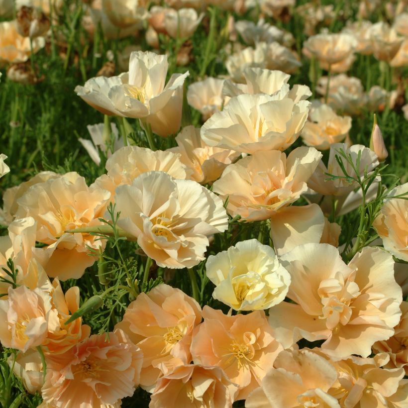 Eschscholzia Pink Champagne - Papavero della California (Fioritura)