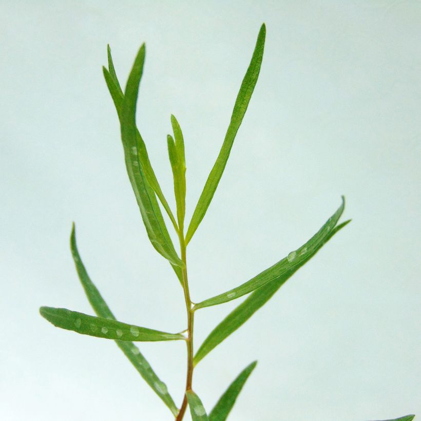 Dragoncello - Artemisia dracunculus (Foliage)