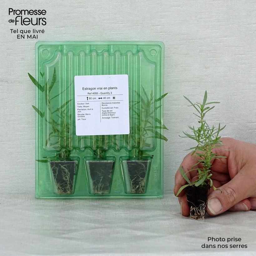 Dragoncello (piante) mini zolla... esemplare consegnato in primavera