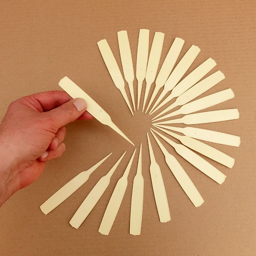 Example of Etichetta stretta da piantare avorio Confezione as you get