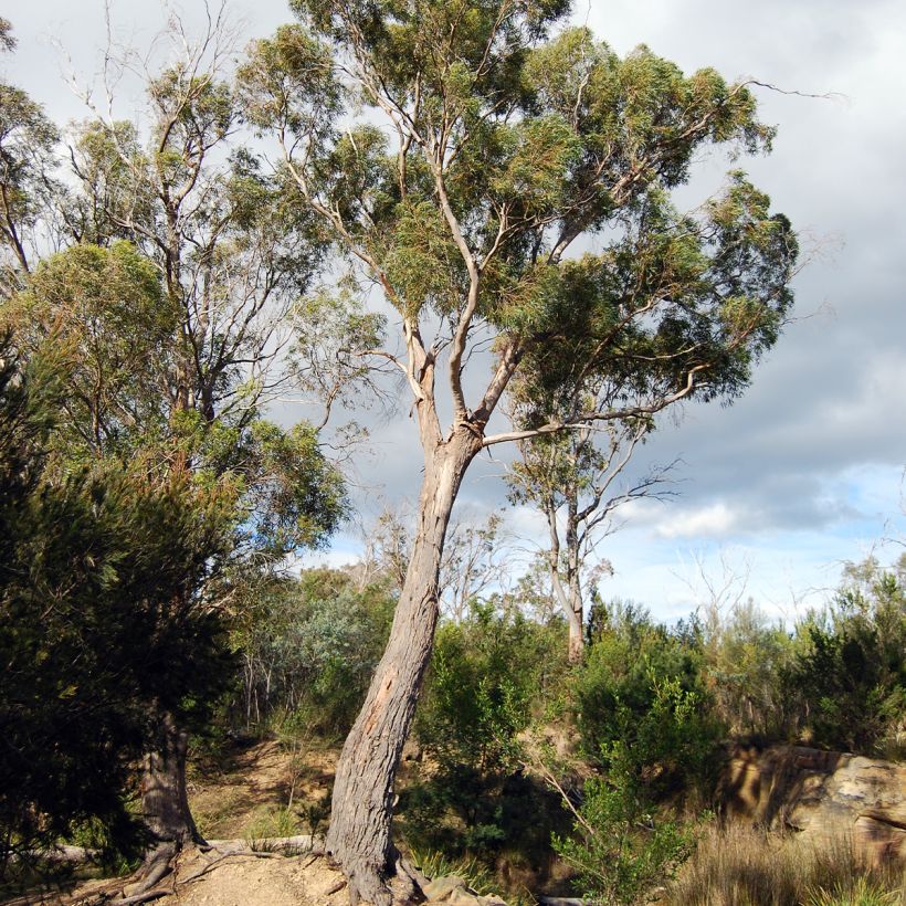 Eucalyptus amygdalina - Eucalipto (Plant habit)