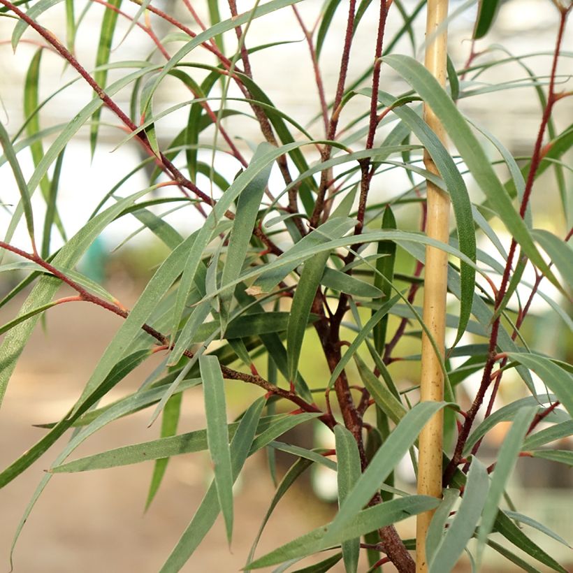 Eucalyptus approximans - Eucalipto (Foliage)