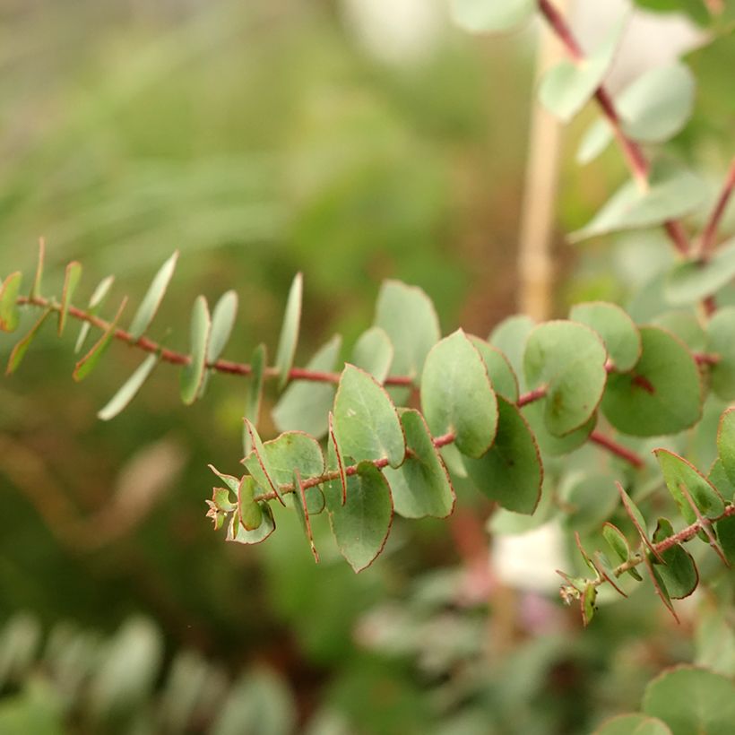 Eucalyptus bridgesiana - Eucalipto (Foliage)