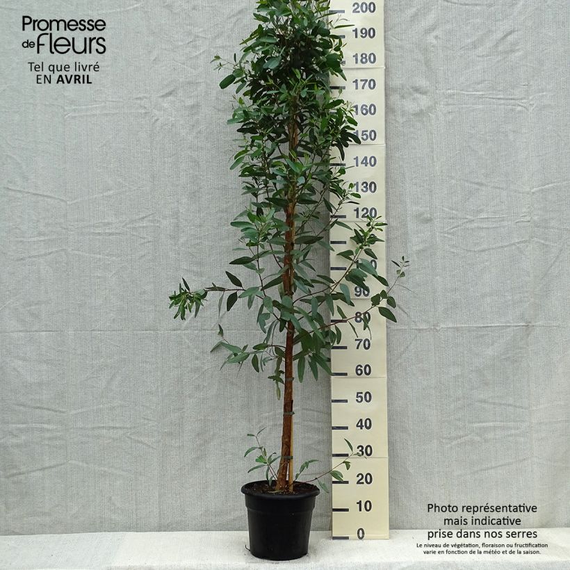 Example of Eucalyptus camaldulensis Rostrata - Eucalipto Vaso da 7,5L/10L as you get in printemps