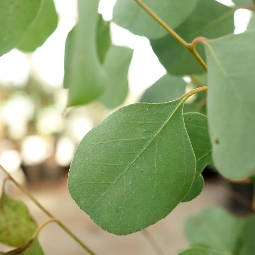 Eucalyptus camphora subsp humeana - Eucalipto (Fogliame)