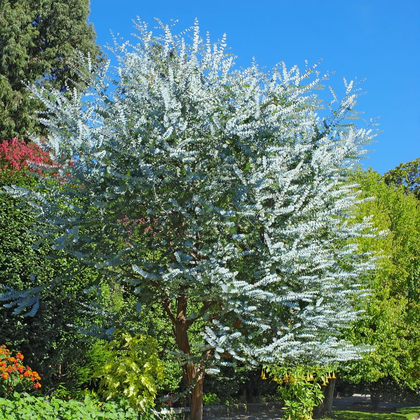Eucalyptus cinerea - Eucalipto (Porto)