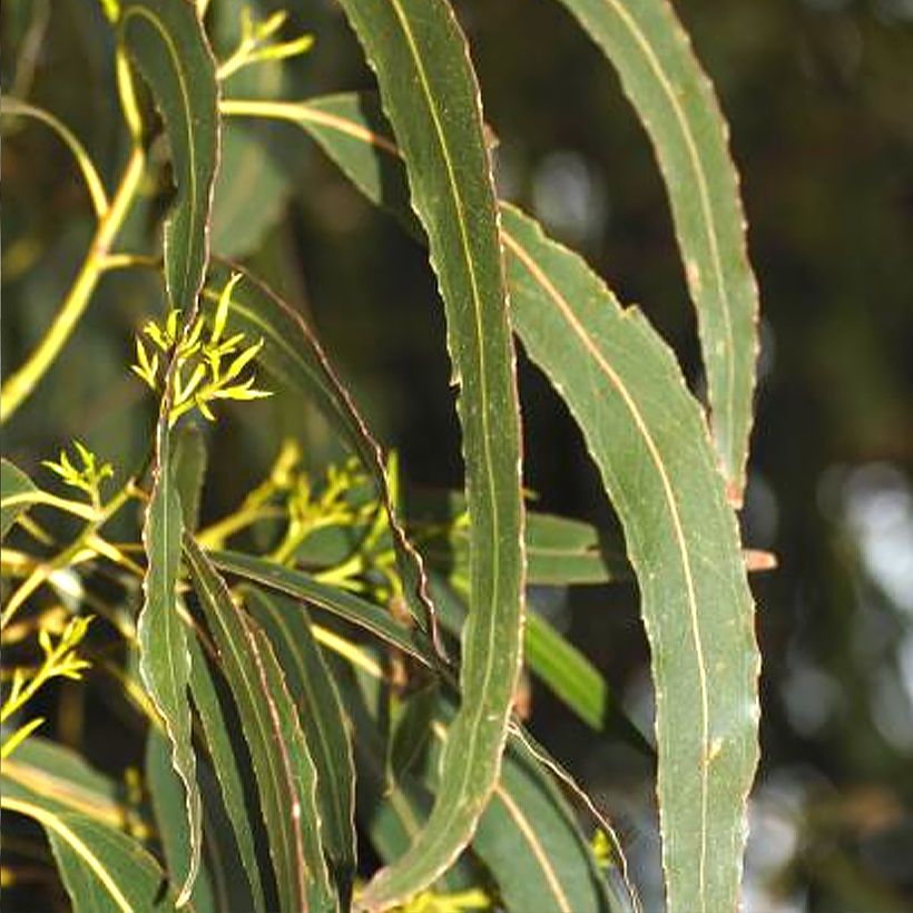 Eucalyptus denticulata - Eucalipto (Foliage)