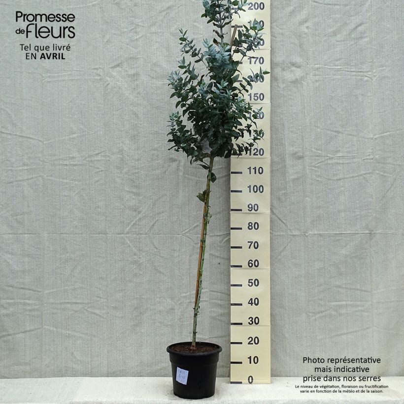 Example of Eucalyptus globulus - Eucalipto Vaso da 7,5L/10L as you get in printemps
