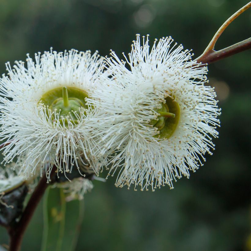 Eucalyptus globulus - Eucalipto (Flowering)