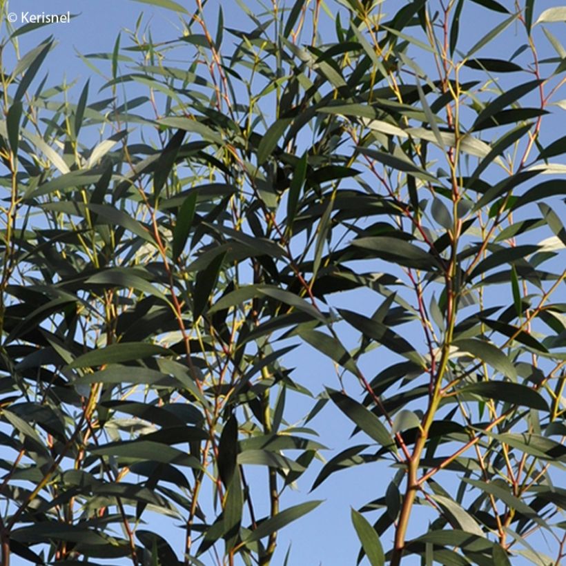 Eucalyptus gregsoniana - Eucalipto (Foliage)