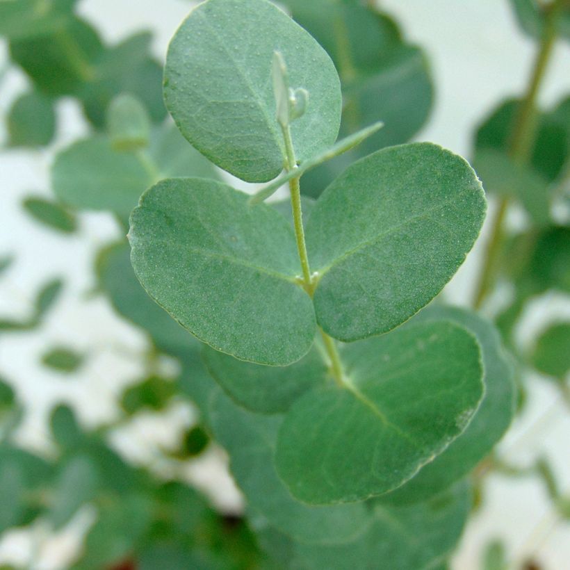 Eucalipto - Eucalyptus gunnii (Foliage)