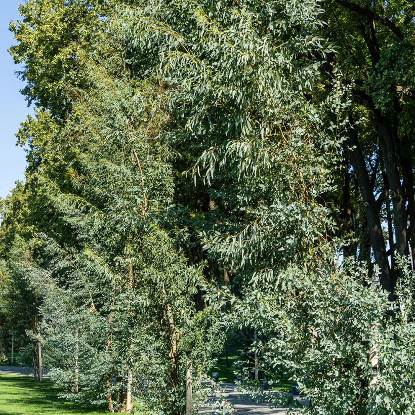 Eucalipto - Eucalyptus gunnii (Plant habit)