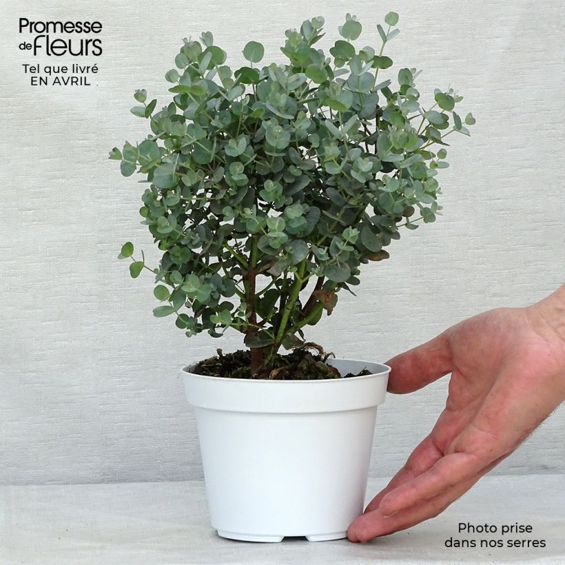 Example of Eucalipto - Eucalyptus gunnii Vaso da 1L/1,5L as you get in printemps