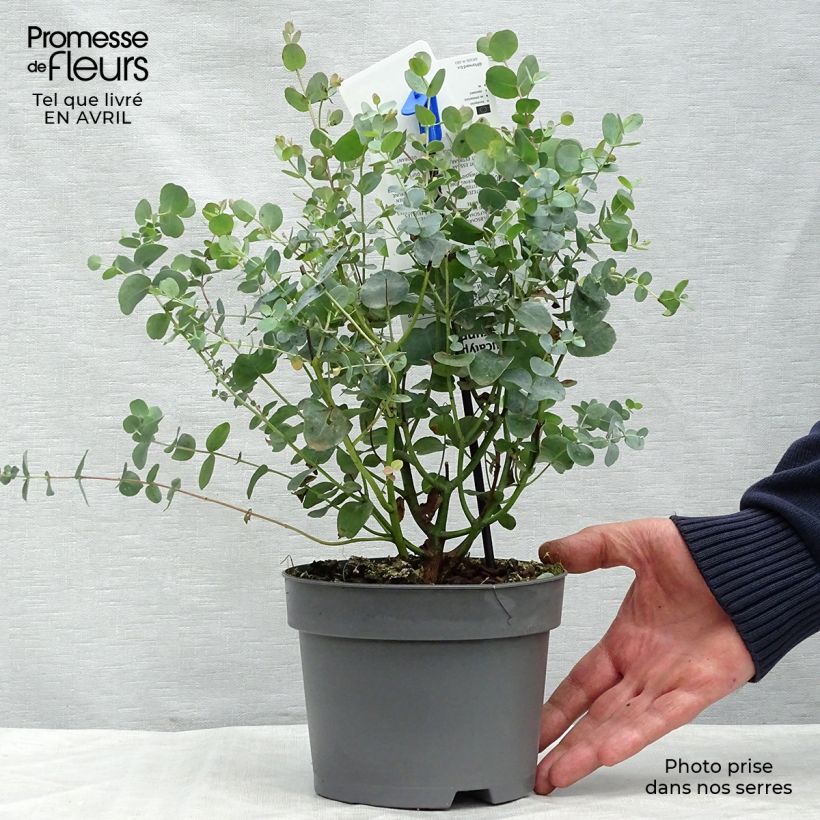 Example of Eucalipto - Eucalyptus gunnii Vaso da 2L/3L as you get in printemps