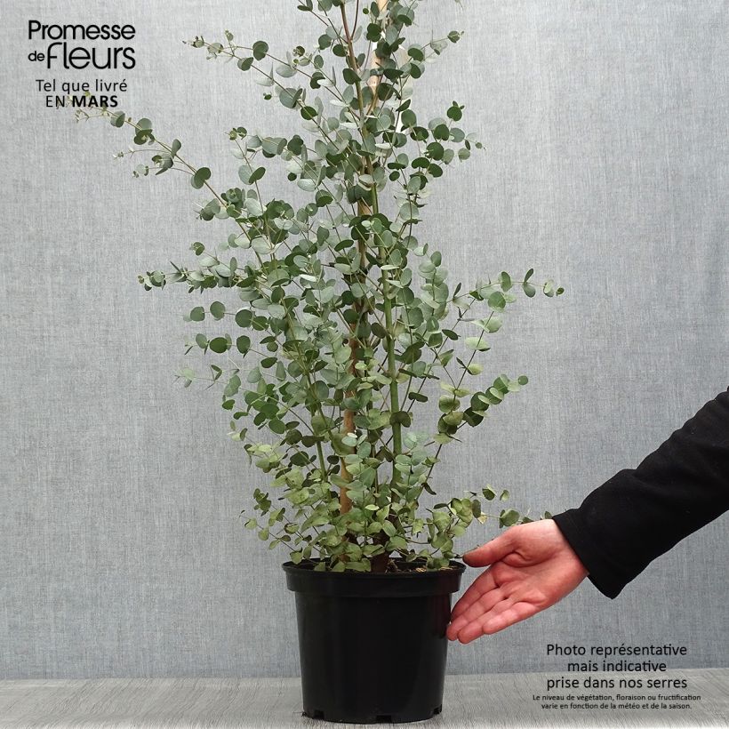 Example of Eucalipto - Eucalyptus gunnii Vaso da 4L/5L as you get in printemps
