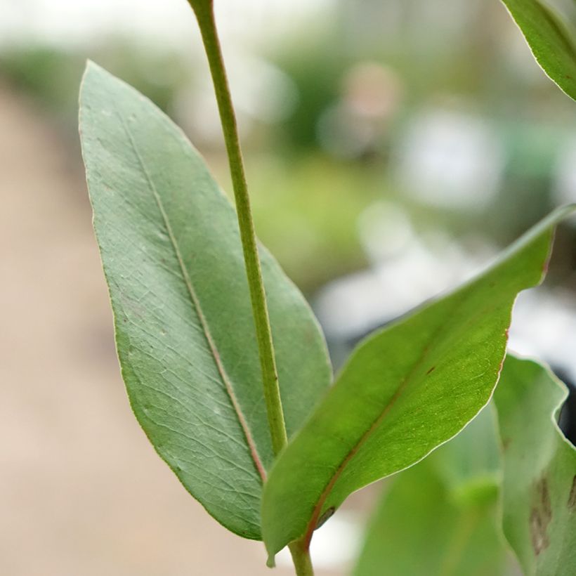 Eucalyptus kitsoniana - Eucalipto (Foliage)