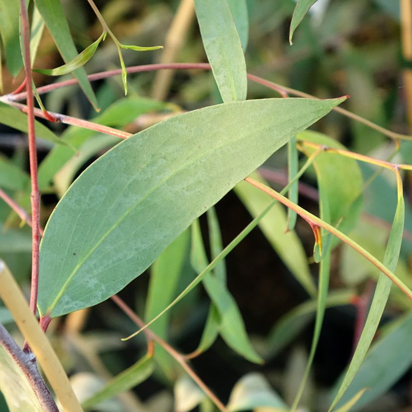 Eucalyptus lacrimans - Eucalipto (Foliage)