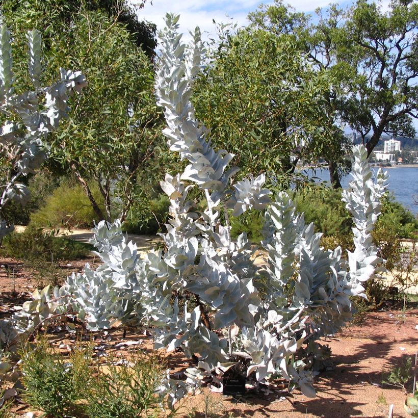 Eucalyptus macrocarpa - Eucalipto (Plant habit)