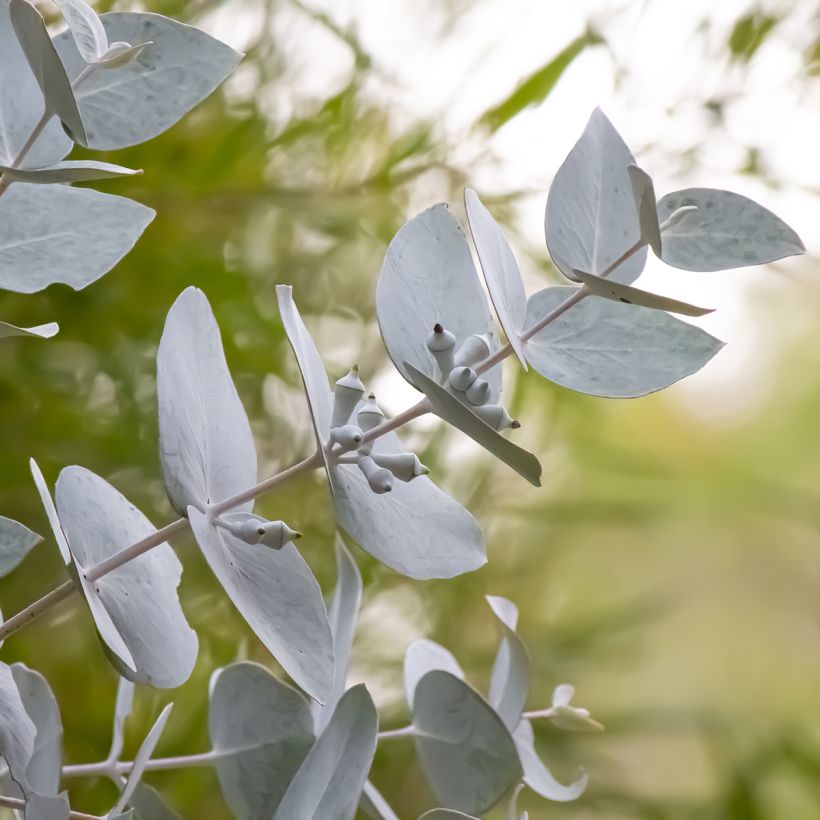 Eucalyptus macrocarpa - Eucalipto (Foliage)
