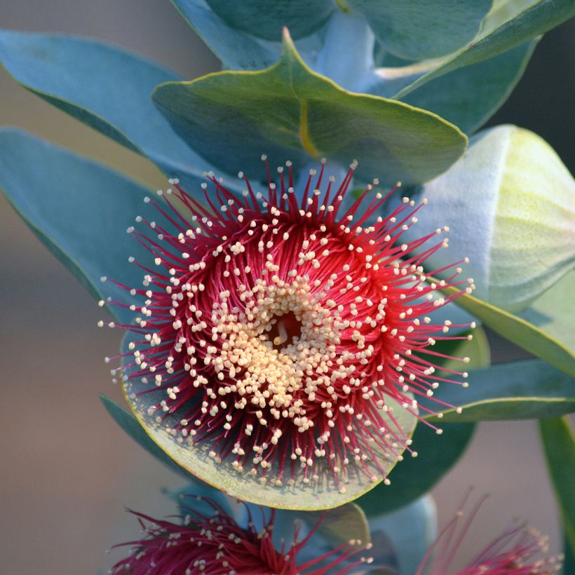 Eucalyptus macrocarpa - Eucalipto (Flowering)