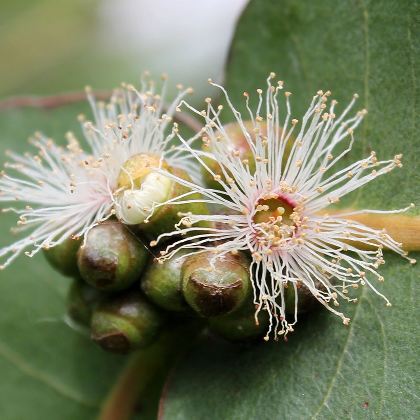 Eucalyptus neglecta - Eucalipto (Flowering)