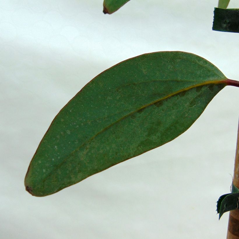 Eucalyptus pauciflora subsp. niphophila - Eucalipto (Foliage)