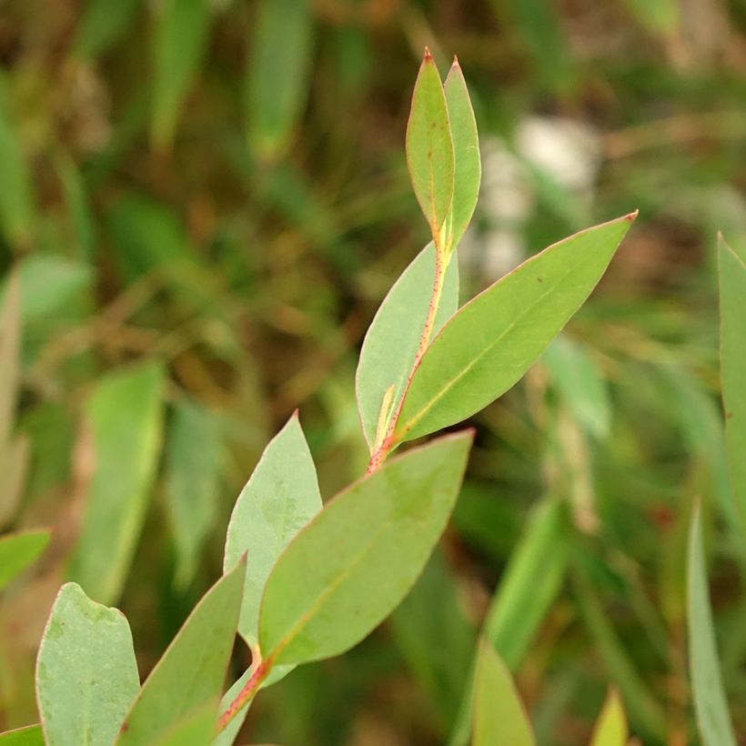 Eucalyptus nitida - Eucalipto (Foliage)