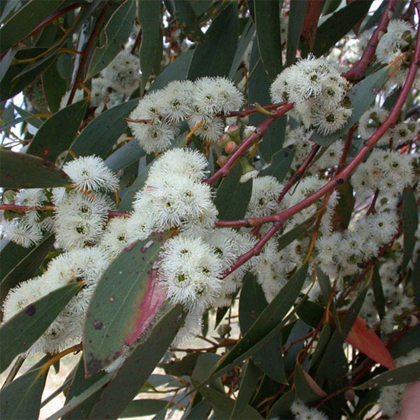Eucalyptus parvula - Eucalipto (Flowering)