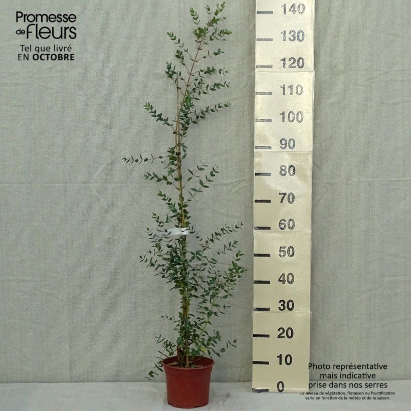 Esemplare di Eucalyptus parvula - Eucalipto Vasetto da 8/9 cm come consegnato in autunno
