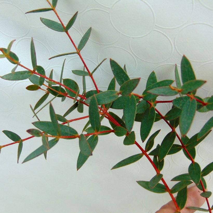 Eucalyptus parvula - Eucalipto (Foliage)