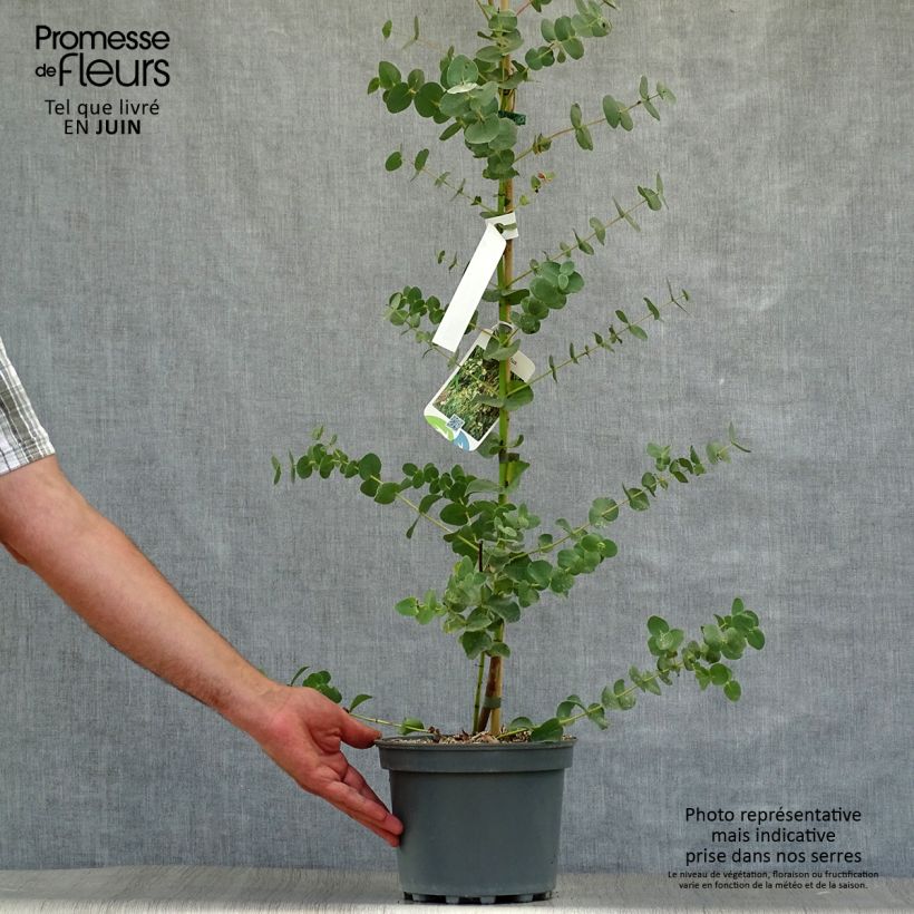 Esemplare di Eucalyptus parvula - Eucalipto Vaso da 3L/4L consegnato in estate