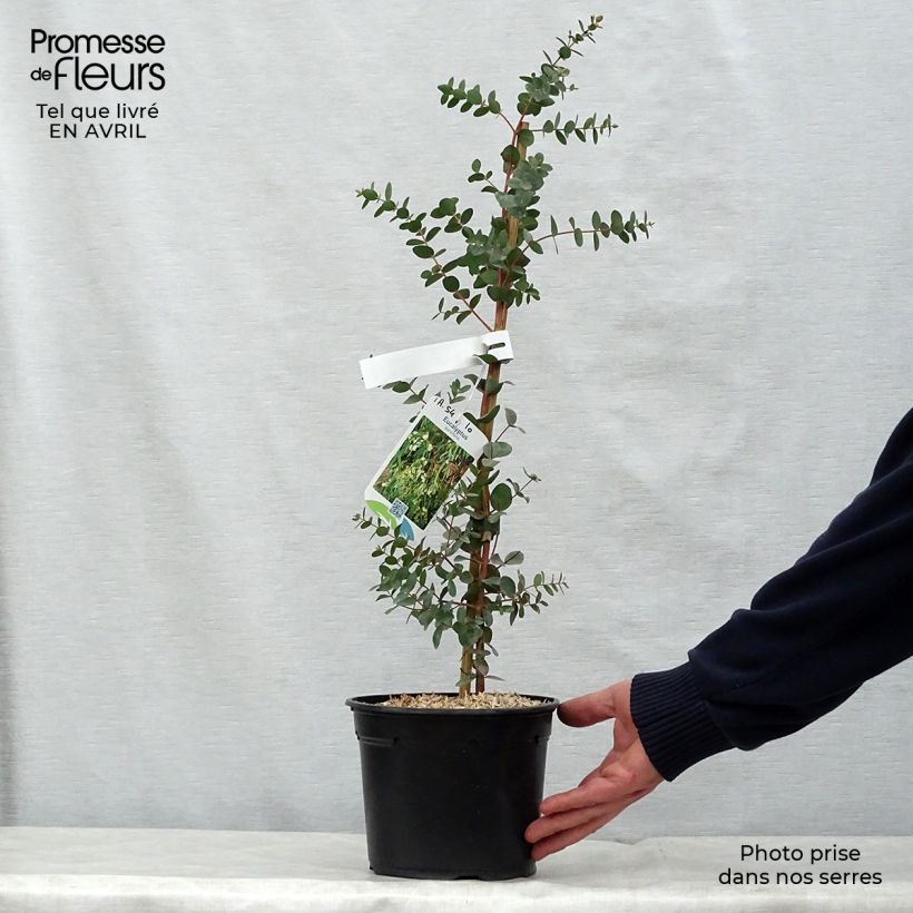 Example of Eucalyptus parvula - Eucalipto Vaso da 3L/4L as you get in printemps