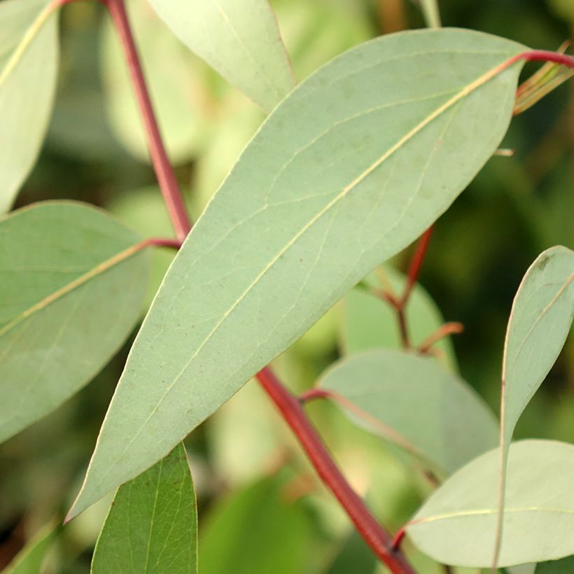 Eucalyptus pauciflora subsp. niphophila Mt Bogong - Eucalipto (Foliage)