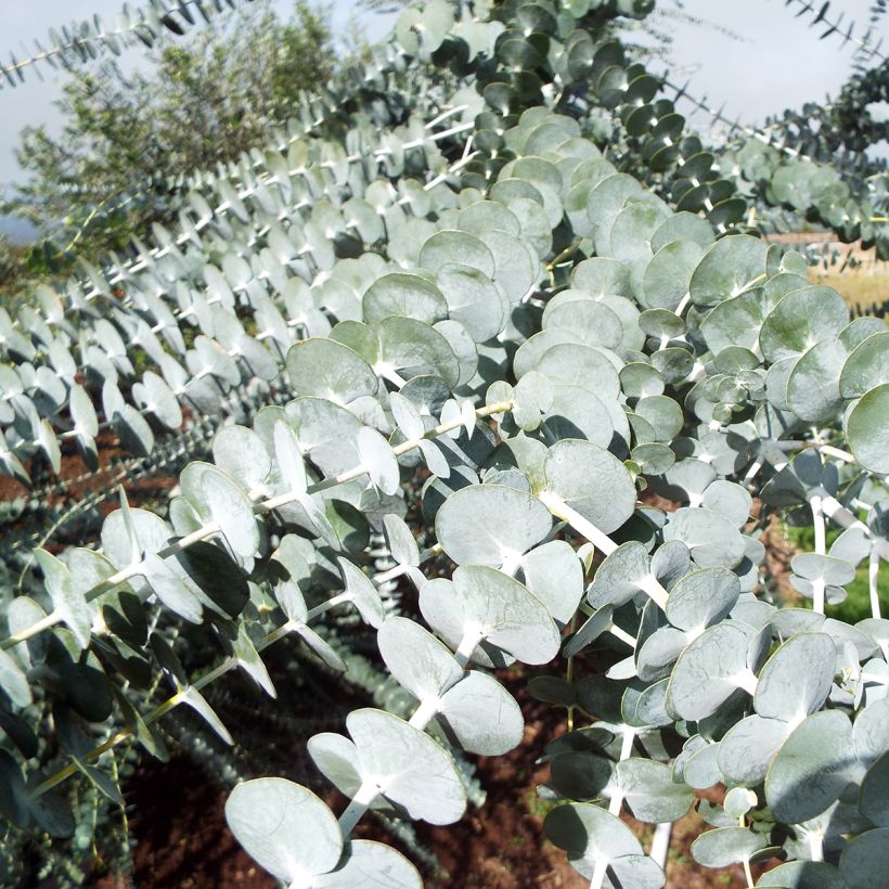 Eucalyptus pulverulenta - Eucalipto (Fogliame)