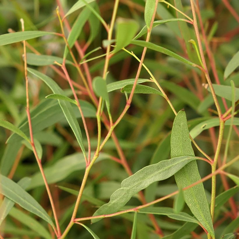 Eucalyptus rodwayi - Eucalipto (Foliage)