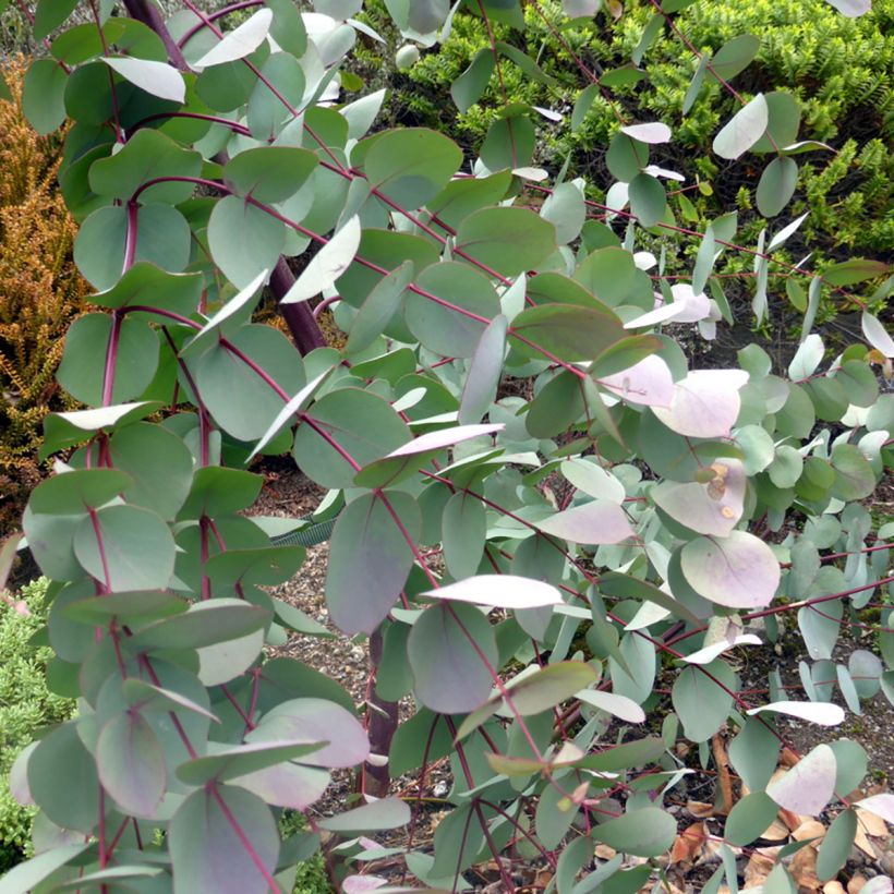 Eucalyptus rubida - Eucalipto (Foliage)
