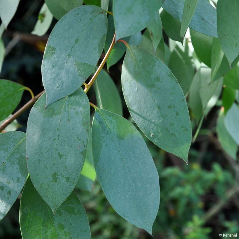 Eucalyptus stellulata - Eucalipto (Foliage)