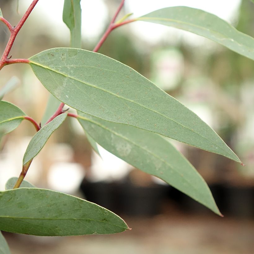 Eucalyptus tetraptera - Eucalipto (Foliage)