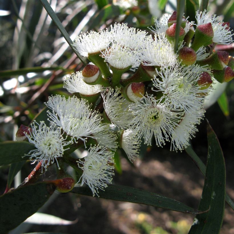 Eucalyptus gregsoniana - Eucalipto (Flowering)
