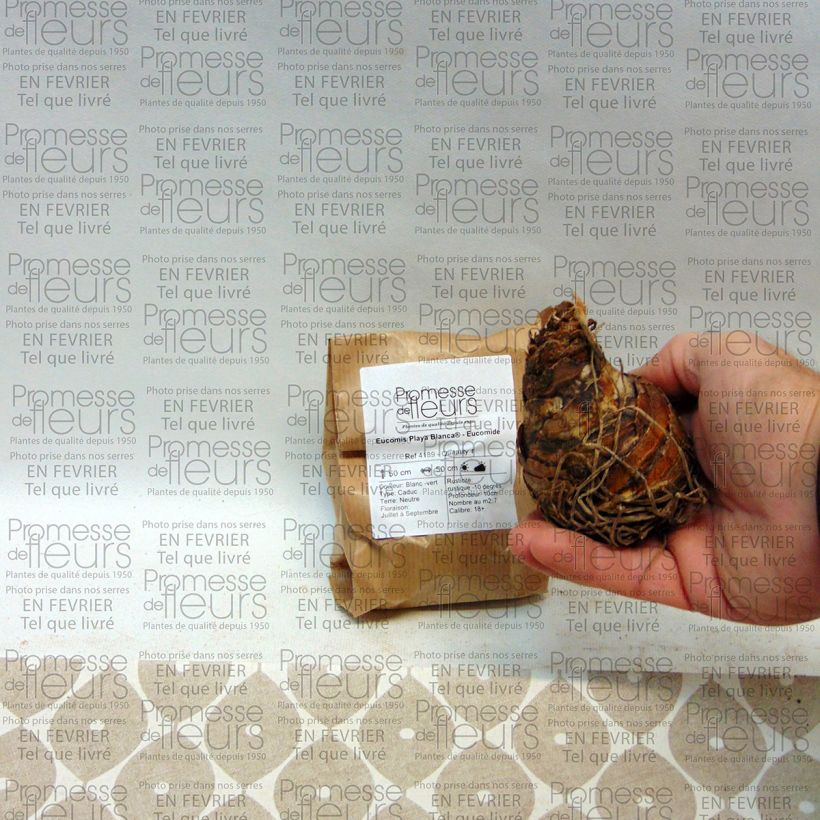 Esempio di esemplare Eucomis Playa Blanca - Giglio di ananas Bulbo taglia 18/20 come consegnato