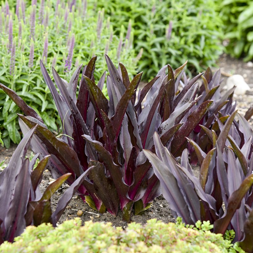 Eucomis Purple Reign - Fleur ananas (Fogliame)