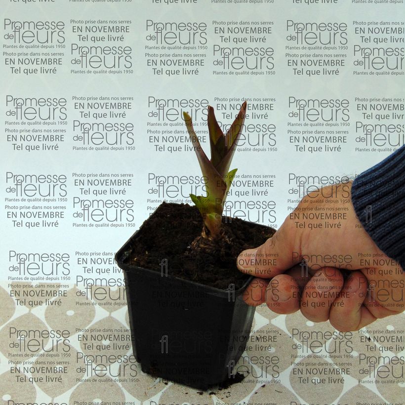 Esempio di esemplare Eucomis humilis Twinkle Stars - Giglio di ananas Bulbo taglia 14+ come consegnato