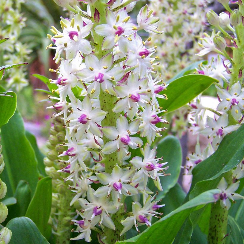 Eucomis bicolor - Giglio di ananas (Fioritura)