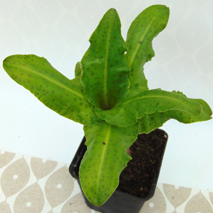 Eucomis bicolor Alba - Giglio di ananas (Fogliame)